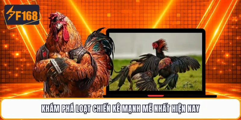 Khám phá loạt chiến kê mạnh mẽ nhất hiện nay